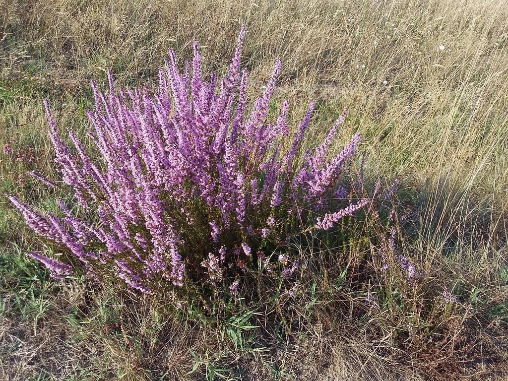 Lac Et Nature Sanguinet Szoba fotó
